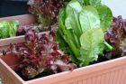 Hello Garden