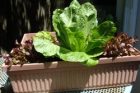 Garden Update