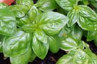 Backyard Basil Pesto + Taste This! Cookbook Giveaway