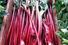 just her imagination {roasted rhubarb jam}