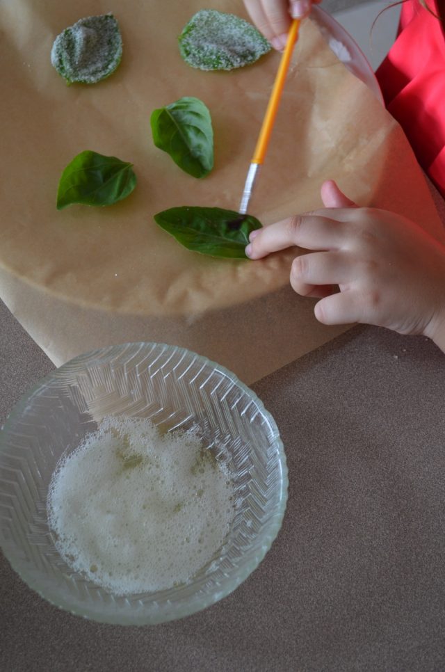 How to Make Candied Basil | Recipe at In Jennie's Kitchen