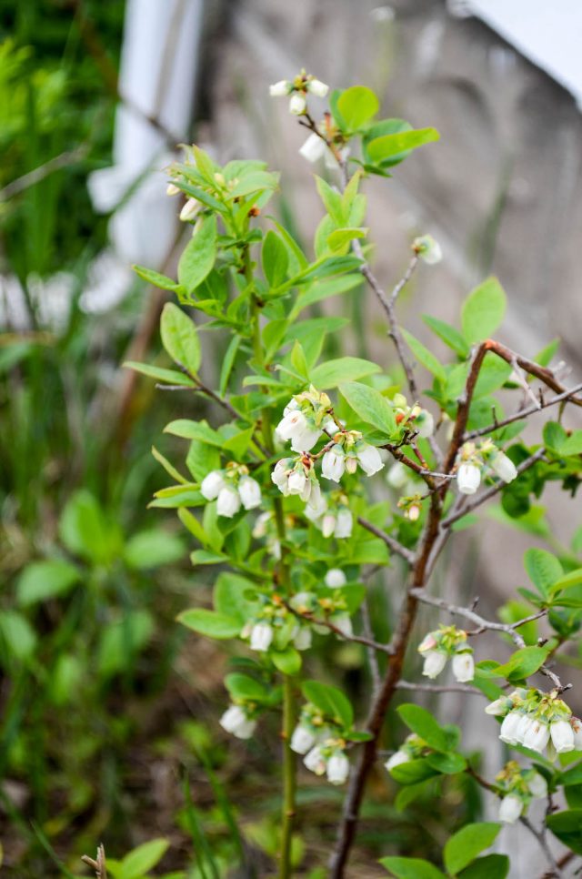 Blueberry Bush | In Jennie's Kitchen