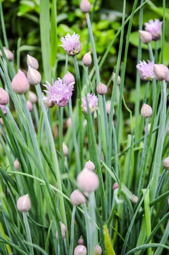 Chive Blossoms | In Jennie's Kitchen