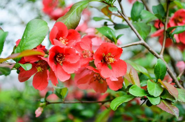 Quince Blossoms | In Jennie's Kitchen